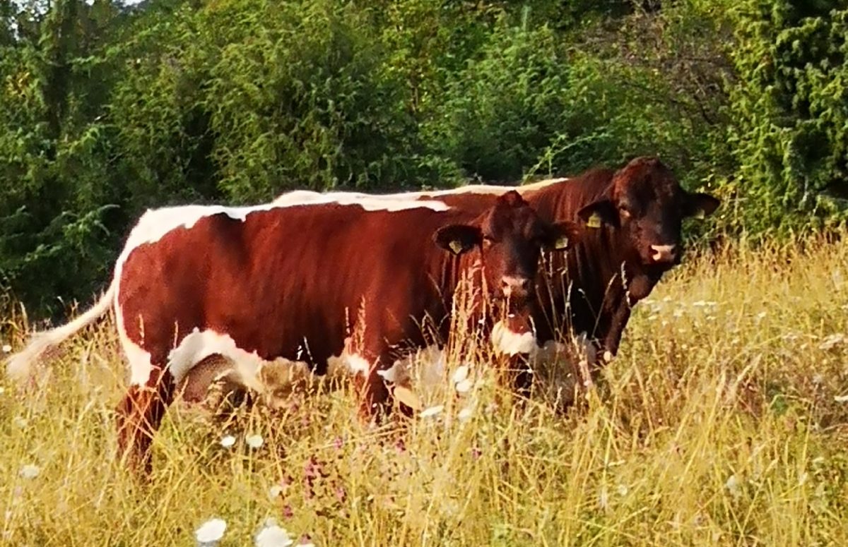 zwei Kühe auf einer frischen Weide
